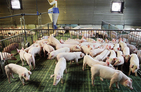 養殖場空氣過濾的重要性